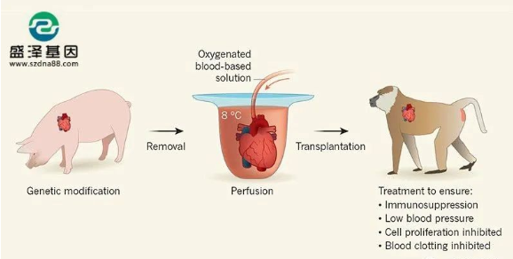 醫(yī)學(xué)怪病奇美拉現(xiàn)象：親自生未必是親生？你身體還住著另一個(gè)人？