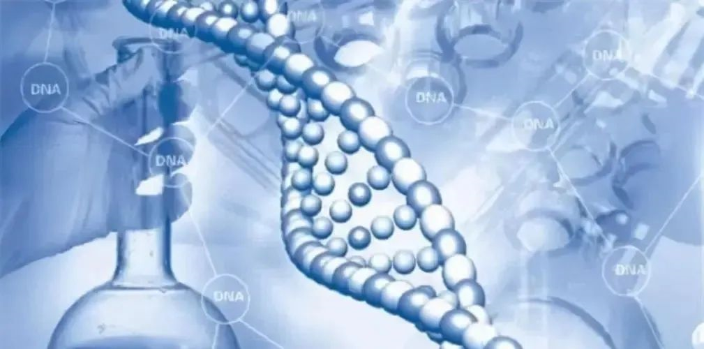 DNA司法親子鑒定的詳細流程（染色體親權(quán)鑒定）