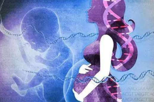 為什么孕婦可以通過靜脈血親子鑒定胎兒？