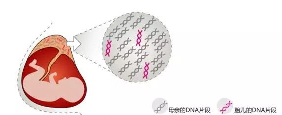 無創胎兒親子鑒定準確率是多少？關于無創胎兒親子鑒定檢測技術